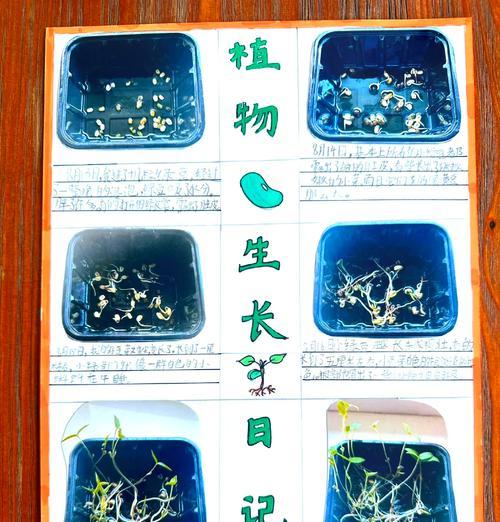 豇豆和绿豆的最佳播种时间是什么时候？