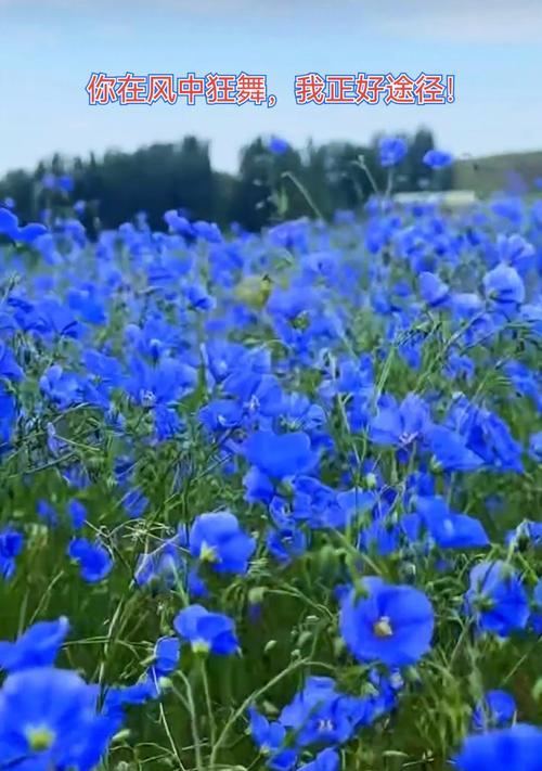 蓝色亚麻花何时播种合适？