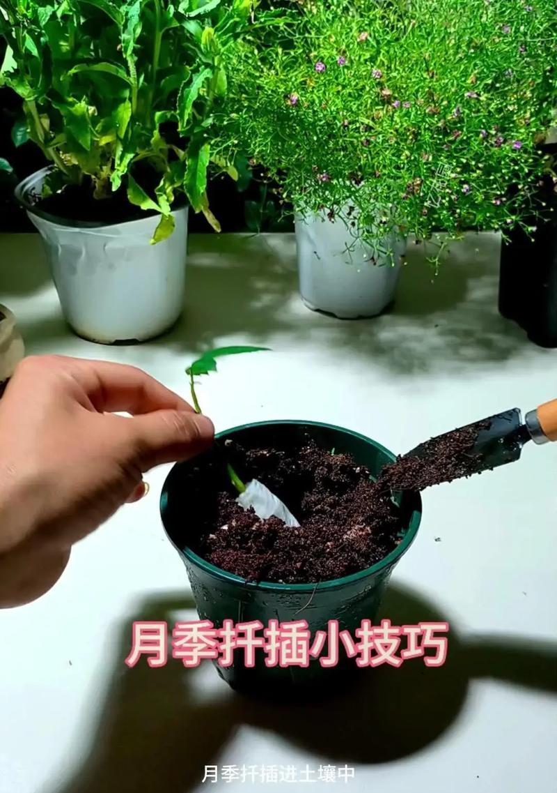 月季茎干短小该如何解决？
