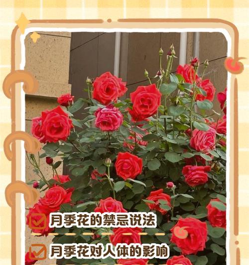 月季茎干短小该如何解决？