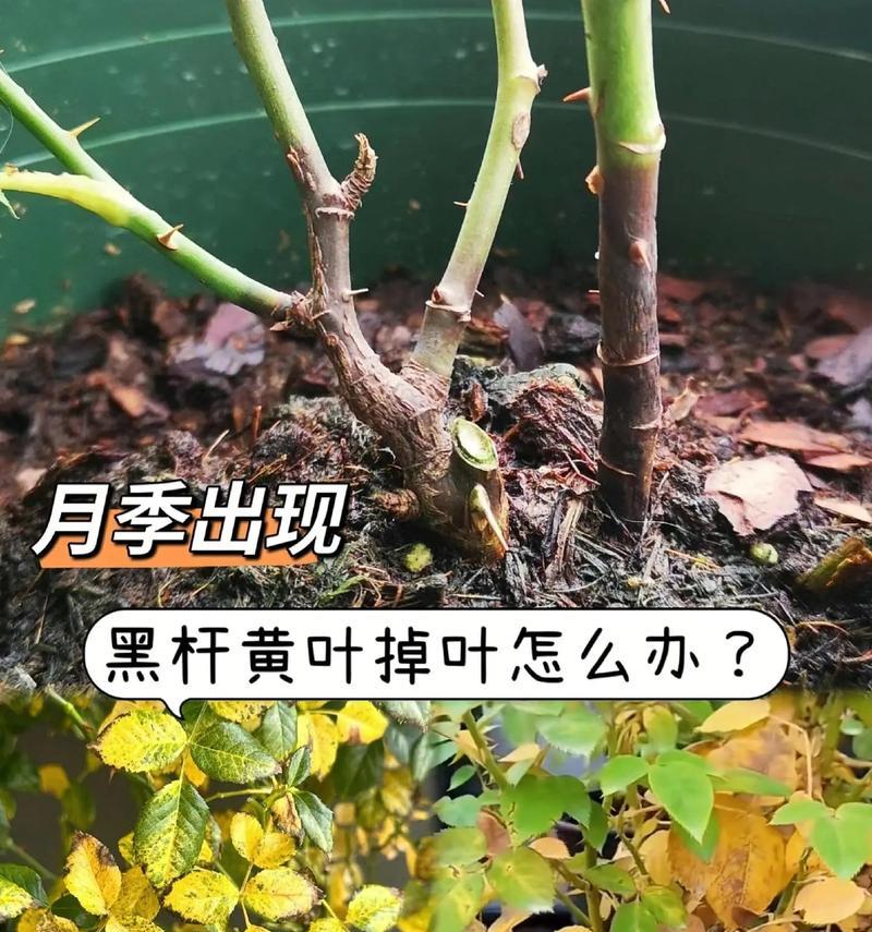 月季茎干短小该如何解决？
