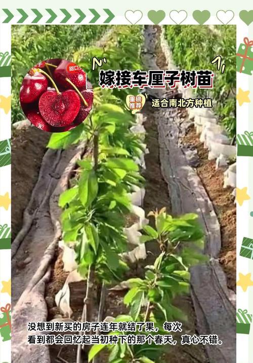 车厘子树苗叶子发黄的补救方法是什么？