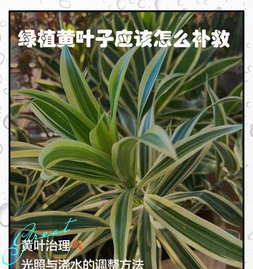 车厘子树苗叶子发黄的补救方法是什么？