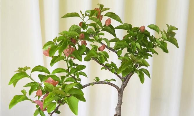 三角梅热带花束修剪技巧是什么？如何保持花型？