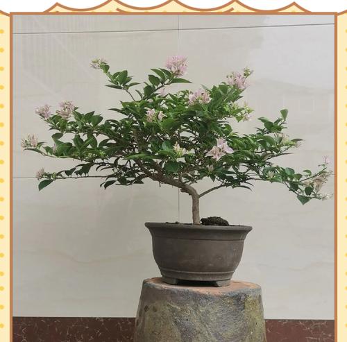 三角梅热带花束修剪技巧是什么？如何保持花型？