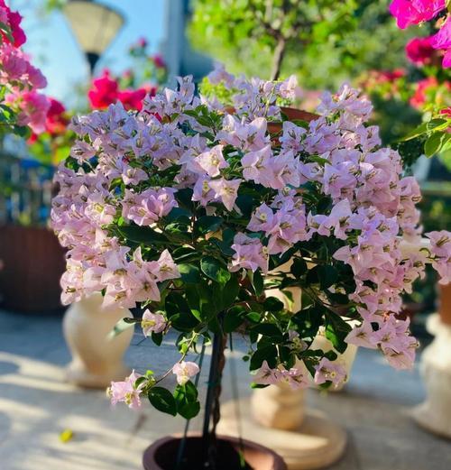 三角梅热带花束修剪技巧是什么？如何保持花型？