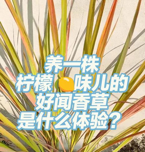 香草栽培技术有哪些？如何正确种植？