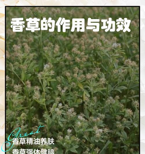 香草栽培技术有哪些？如何正确种植？