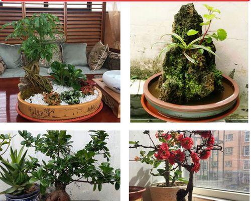 白紫砂盆景花盆养护指南？如何养好白紫砂盆景花盆？
