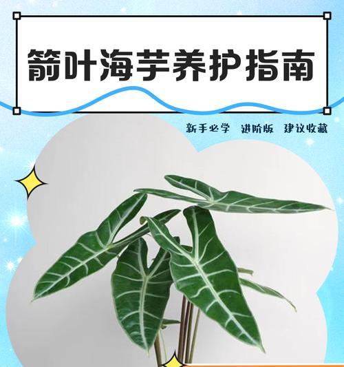 像耳海芋叶子边缘发黄的原因是什么？