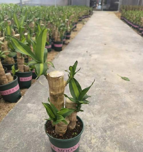大棵木本植物盆栽的养护技巧是什么？如何养好大棵盆栽木本植物？