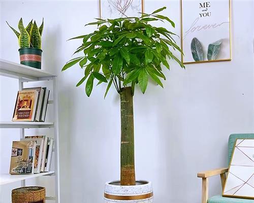 大棵木本植物盆栽的养护技巧是什么？如何养好大棵盆栽木本植物？