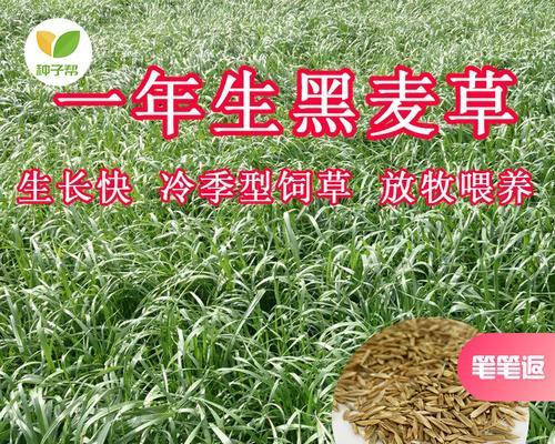 播种种子有什么好处？它的主要用途是什么？