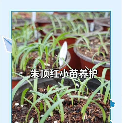 朱顶红刚发芽是什么样子？如何正确照料？