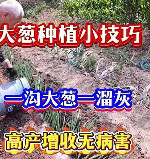 如何实现大葱的高产栽培？