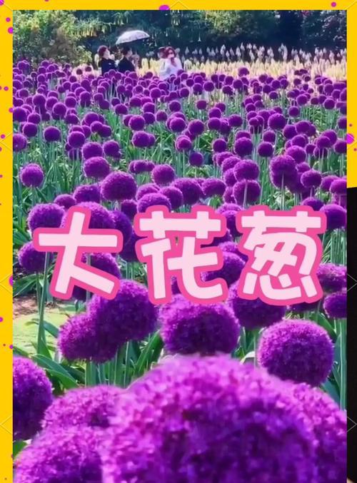 如何实现大葱的高产栽培？