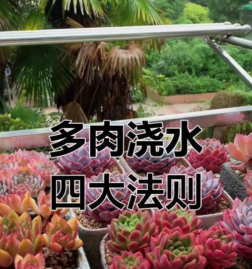 大型绿植如何正确浇水？