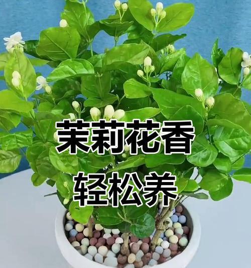 茉莉小盆景养护技巧？如何保持茉莉花香？