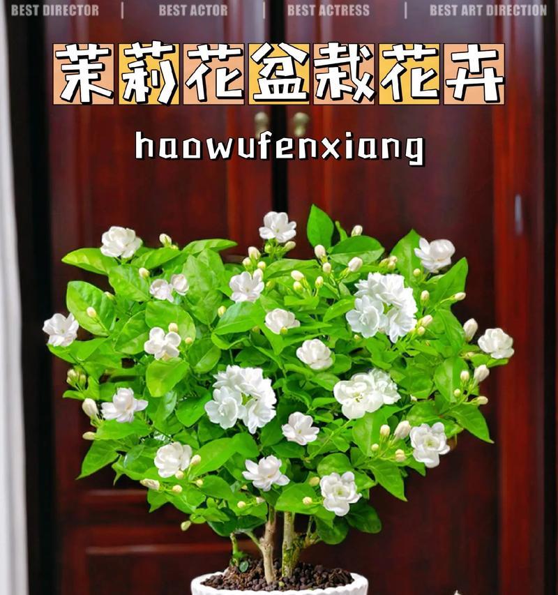 茉莉小盆景养护技巧？如何保持茉莉花香？