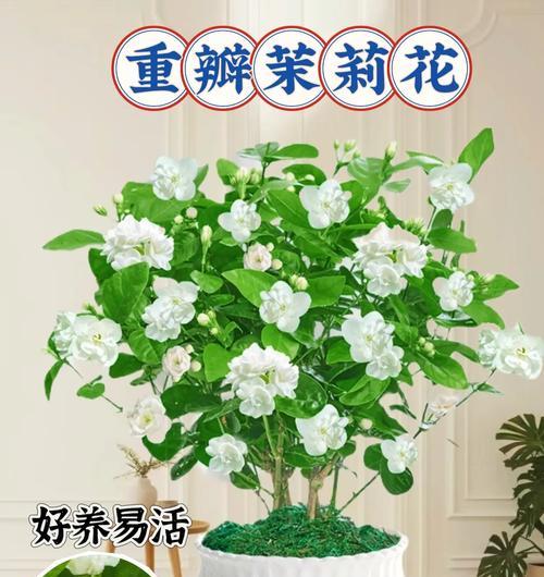 茉莉小盆景养护技巧？如何保持茉莉花香？