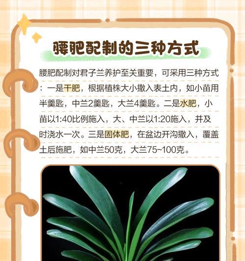 君子兰的最佳肥料是什么？