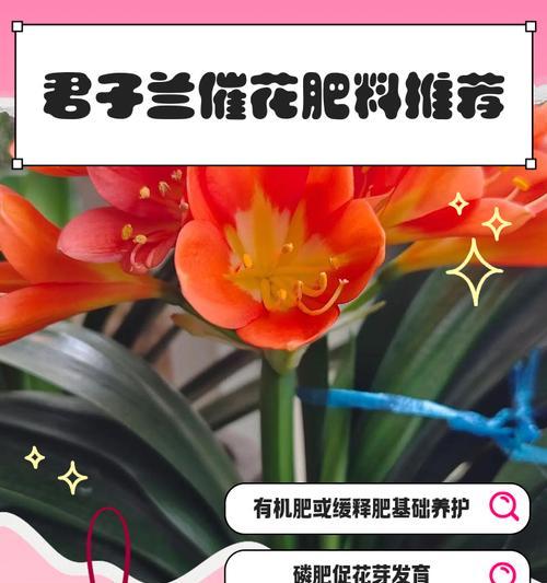 君子兰的最佳肥料是什么？