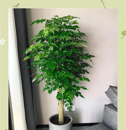 大盆景树养护技巧是什么？如何保持绿色？