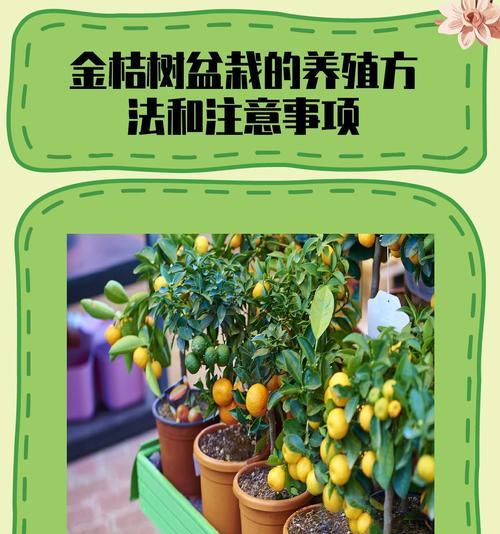 大盆景树养护技巧是什么？如何保持绿色？
