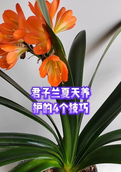 君子兰4片叶的养护技巧是什么？