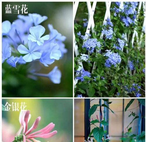 花为什么不能摆放在阳台上？阳台植物养护有哪些禁忌？