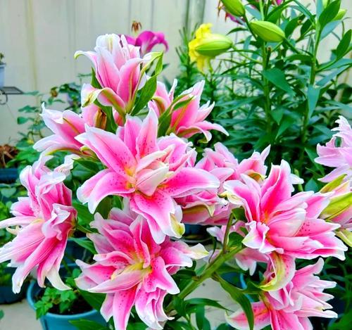 花为什么不能摆放在阳台上？阳台植物养护有哪些禁忌？