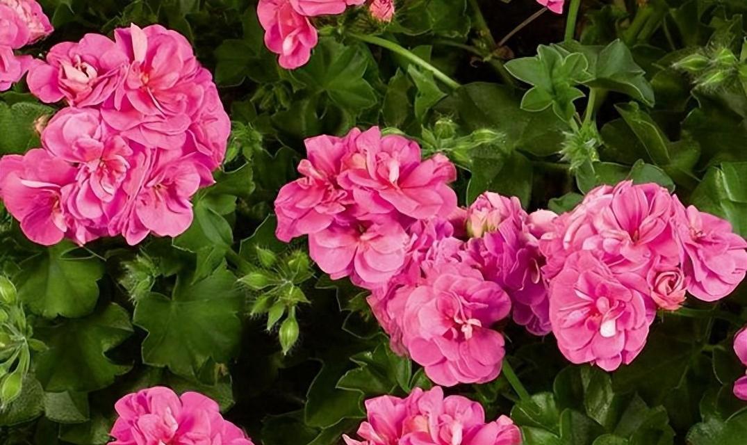 多年天竺葵开花？如何促进老株再次开花？