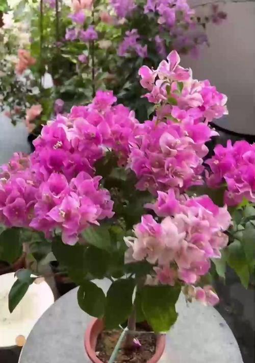 多年天竺葵开花？如何促进老株再次开花？