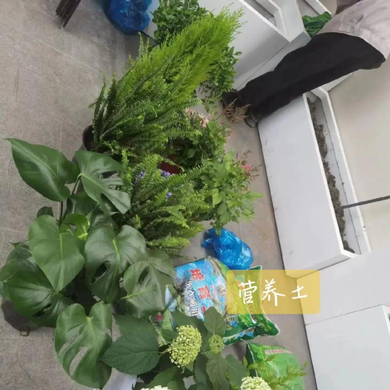 罗伯特叶子发黄的原因有哪些？