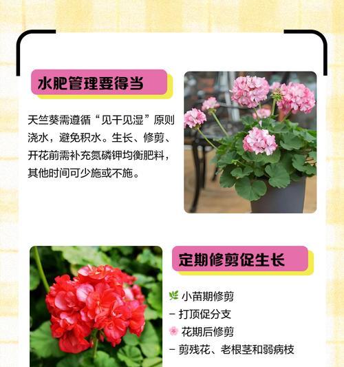 天竺葵苗蔫了的急救措施有哪些？