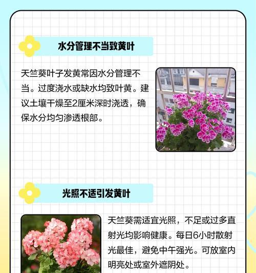 天竺葵苗蔫了的急救措施有哪些？