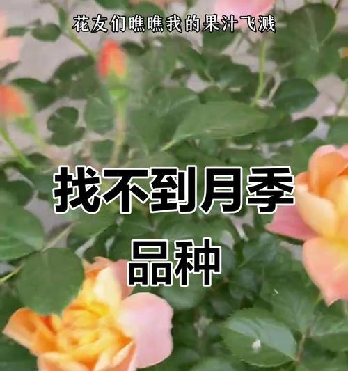 月季飞溅品种的培育方法是什么？
