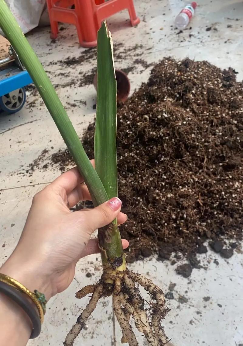 君子兰快洁干洗的效果如何？君子兰快洁干洗的使用体验怎么样？