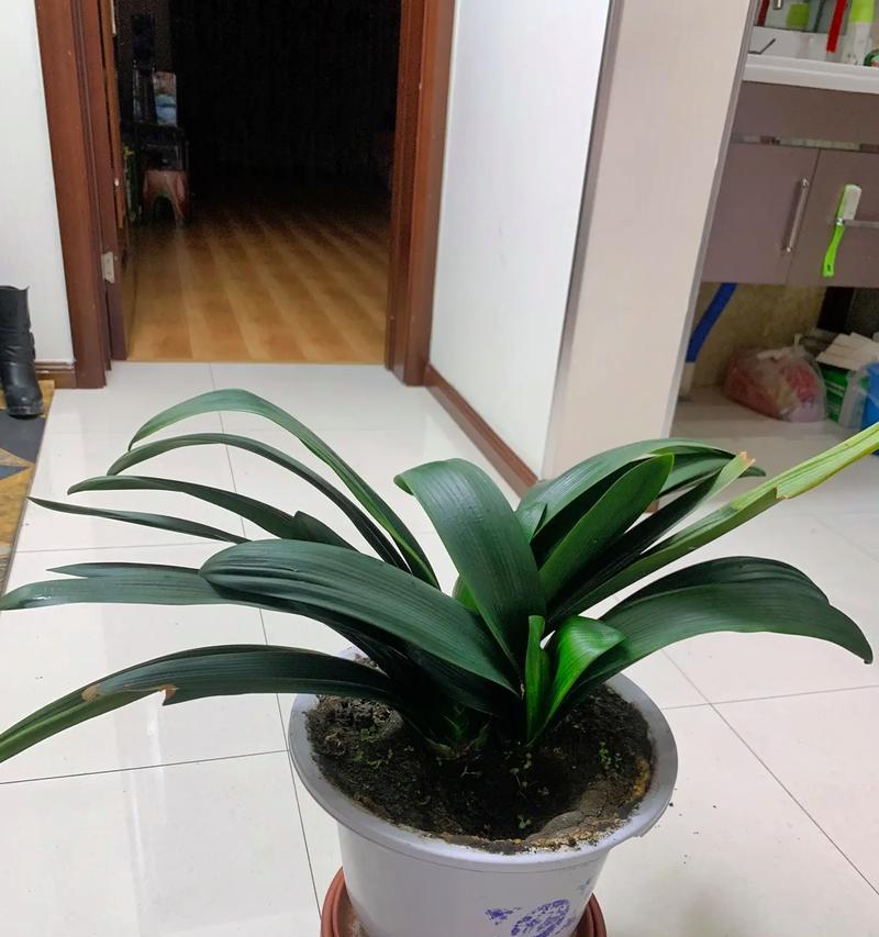 君子兰快洁干洗的效果如何？君子兰快洁干洗的使用体验怎么样？