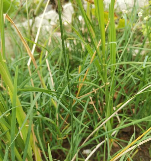 有哪些植物像韭菜一样？