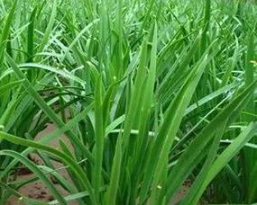 有哪些植物像韭菜一样？