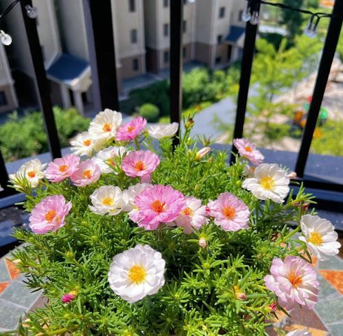 阳台太阳过强适合栽什么花？如何选择适合的花卉？