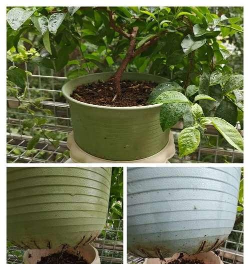 套盆三角梅养护技巧有哪些？