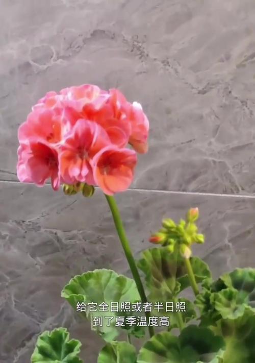 岳阳地区天竺葵养护方法有哪些？