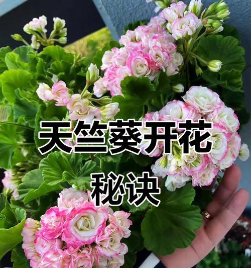 红碗天竺葵生长高度受什么影响？