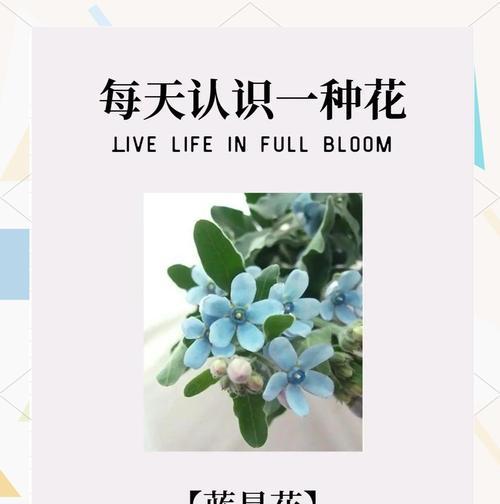 蓝星花栽培的技术要点是什么？