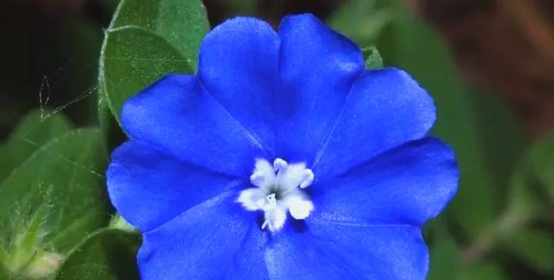 蓝星花栽培的技术要点是什么？