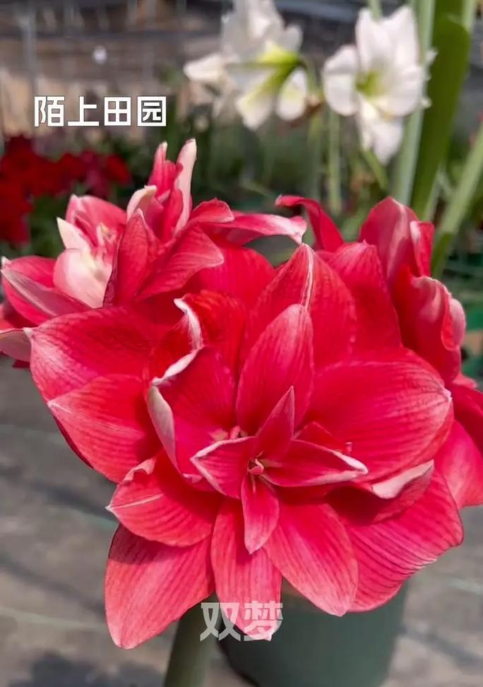 山姆朱顶红是什么品种？山姆朱顶红的特点和种植方法是什么？