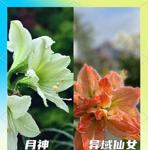 山姆朱顶红是什么品种？山姆朱顶红的特点和种植方法是什么？