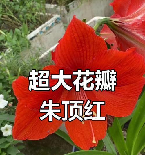 山姆朱顶红是什么品种？山姆朱顶红的特点和种植方法是什么？